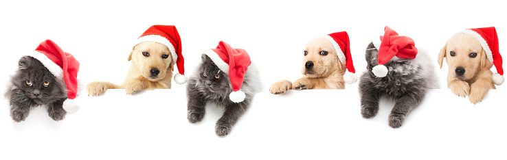 Portrait of a cute bernese mountain dog puppy and a british shorthair cat wearing christmas decoration on a white background