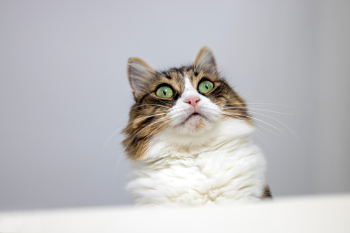 Norwegian forest cat looking over the cupboard