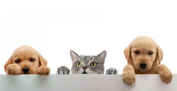 British shorthair cat and golden retriever puppy standing on an empty banner