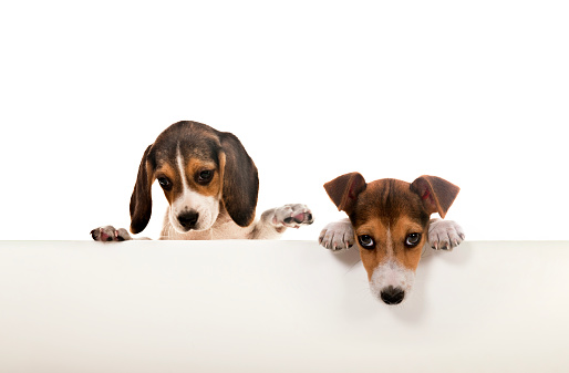 Beagles and jack russel puppy standing on an empty banner