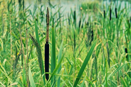 Bulrush, cattails and reeds at pond in green beautiful park. Typha latifolia. Selective focus.