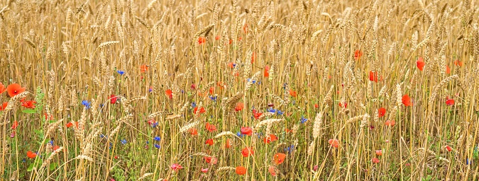 Panoramic photography. Rye field. Poppies among ears of wheat. Selective focus.