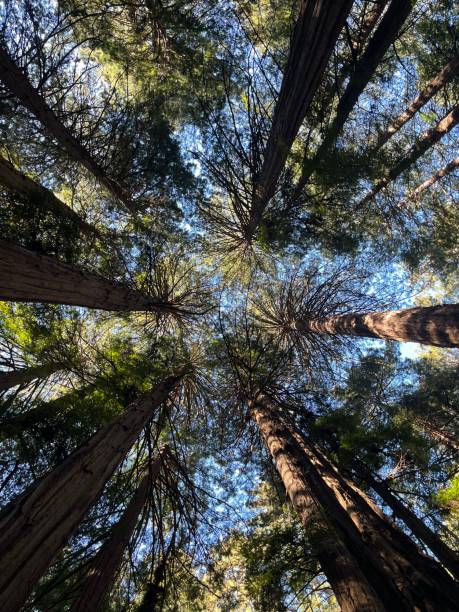 istock Sky from Muir Woods National Monument 1665176335
