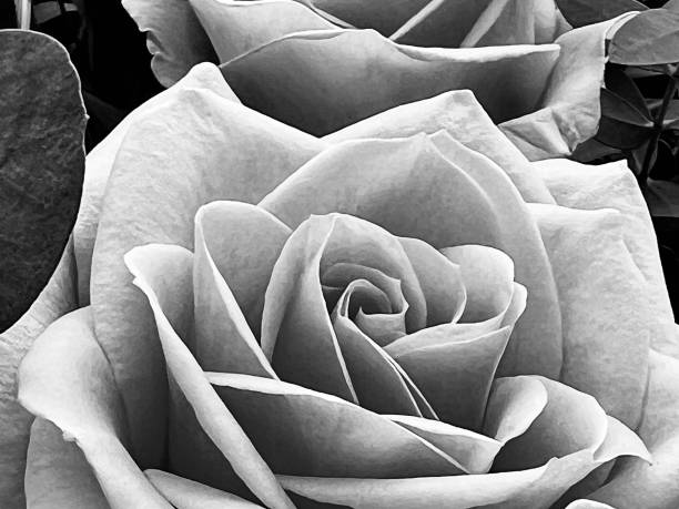 istock Close up of a rose flower 1665190010