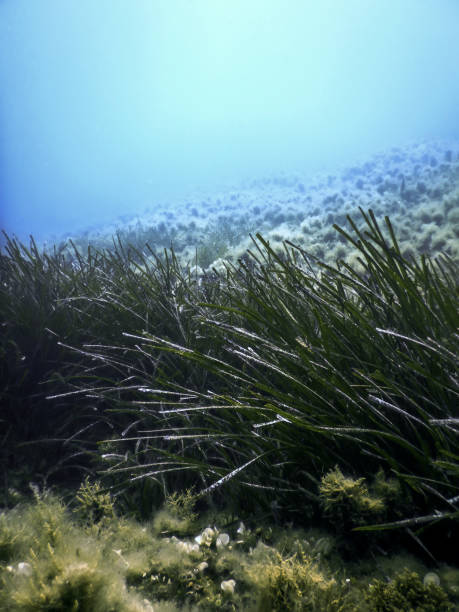 istock Sea Grass Underwater, Green Grass 1665192645
