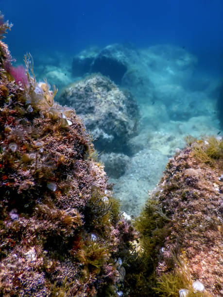 istock Sea Life Underwater Rocks Sunlight, Underwater Life 1665195940