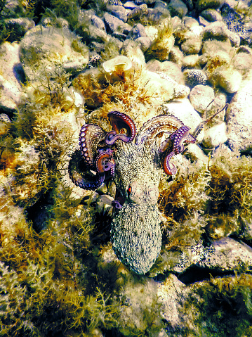 Common Octopus Flight (Octopus vulgaris) Underwater