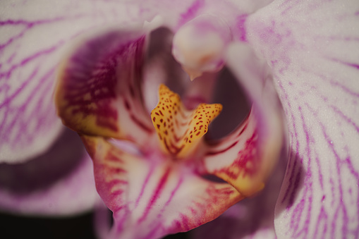 Phalaenopsis moth orchid close-up