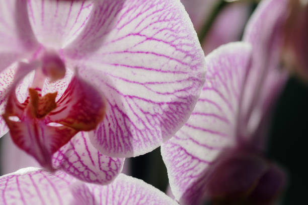 istock Phalaenopsis moth orchid close-up 1665204927
