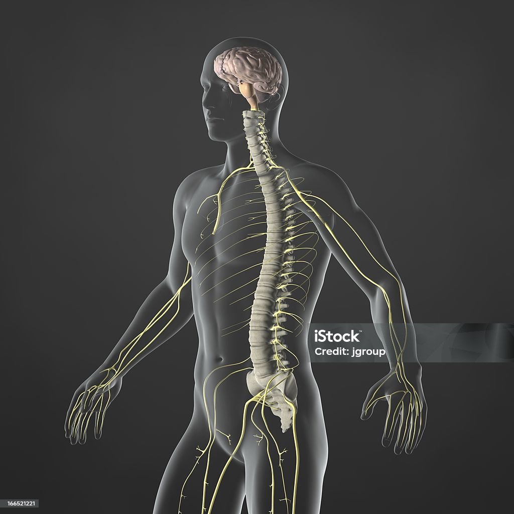 Sistema nervoso - Foto stock royalty-free di Sistema nervoso