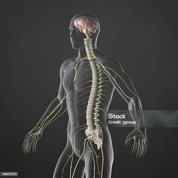 Doenças Do Sistema Nervoso - Fotografias de stock e mais imagens de Sistema Nervoso Humano - Sistema Nervoso Humano, Adulto, Anatomia