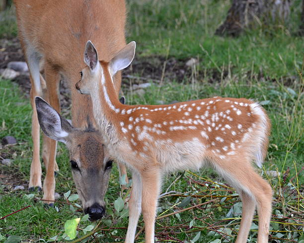 istock Doe and Fawn Deer 166523535