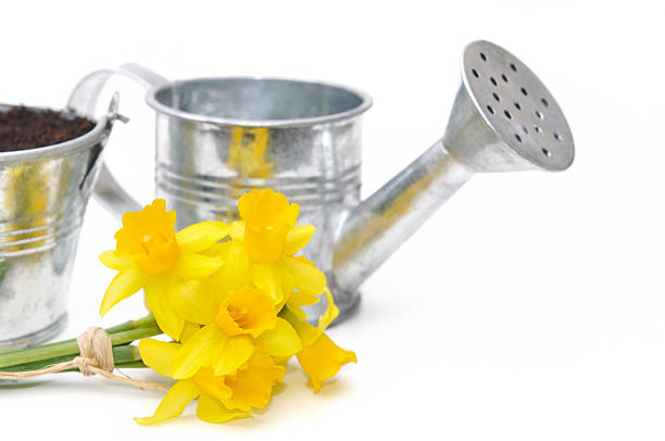 istock bouquet of daffodils 166524490