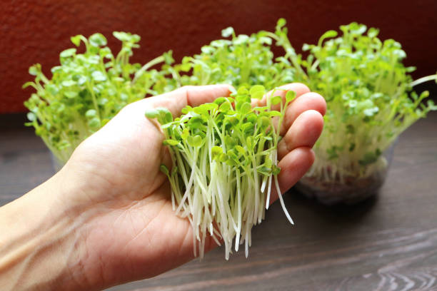 istock Hand Holding Freshly Harvested Hydroponic Japanese Radish Microgreens or Daikon Kaiware 1665247749