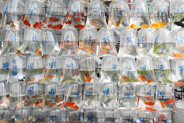 istock Goldfish in Plastic Bags 166525929