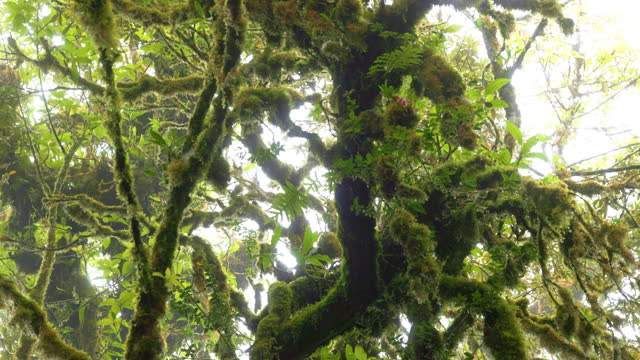 Tropical rain forest trees, Trees, roots and moss in the sunny woods,