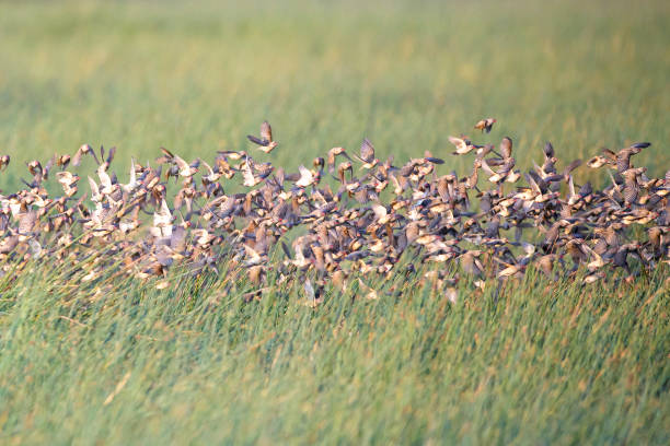 Red-billed Quelea (Quelea quelea) Flock of red-billed Queleas (Quelea quelea) flying in and over the marsh, Ndutu, Ngorongoro conservation area, Tanzania, Africa. red billed quelea stock pictures, royalty-free photos & images