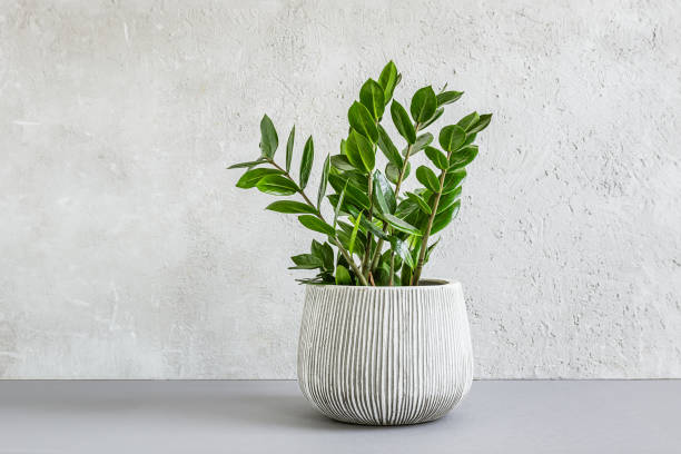 istock Zamiifolia in a gray ceramic pot 1665267303