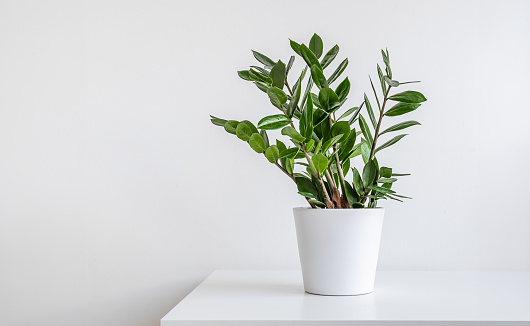 Zamioculcas, or Zanzibar gem plant in a white flower pot on a white table, home gardening and minimal home decor concept with copy space