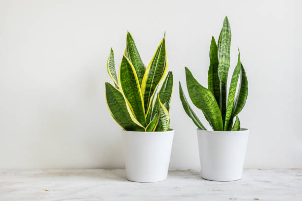 istock Two Snake plants in white flowerpots 1665267305