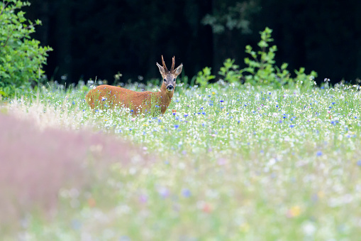 Roe deer (Capreolus capreolus) buck in spring meadow, Netherlands.