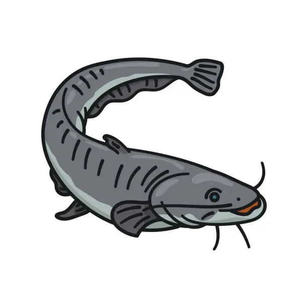 Vector illustration of Catfish isolated vector illustration