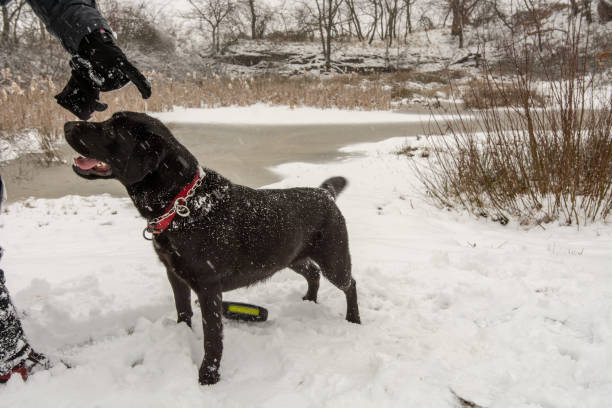 istock Playful black labrador enjoys the first snow 1665279406
