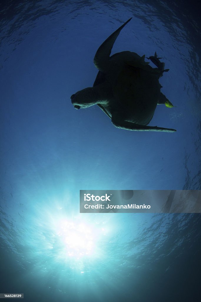 Silhouette di tartaruga - Foto stock royalty-free di Acqua