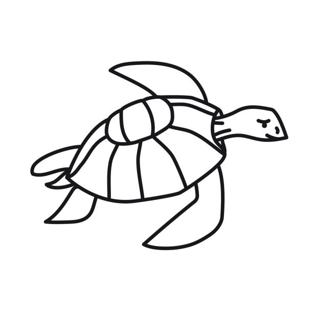 illustrazioni stock, clip art, cartoni animati e icone di tendenza di icona della linea vettoriale della tartaruga marina - sea turtle square shape square endangered species