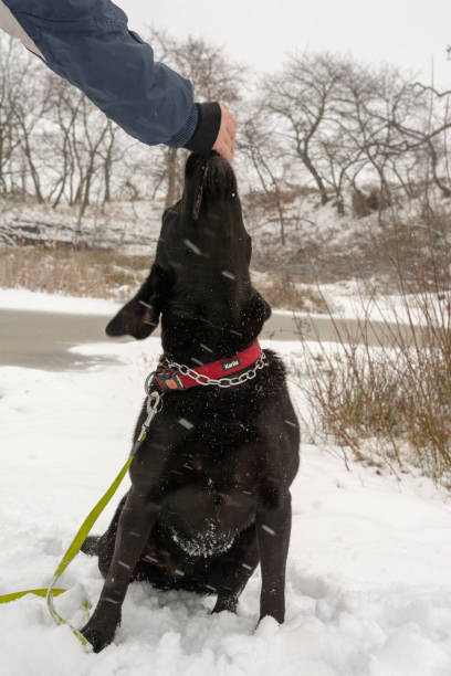 istock Playful black labrador enjoys the first snow 1665288925