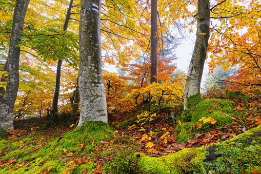 beech forest nature background. scenic autumn season on a wet misty morning. foliage in fall colors. moss on the roots