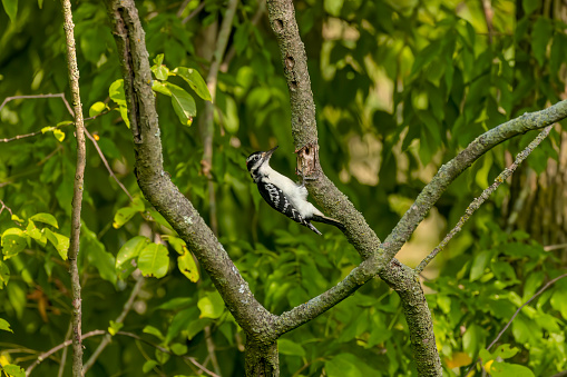 The hairy woodpecker (Leuconotopicus villosus). Natural scene from Wisconsin state park