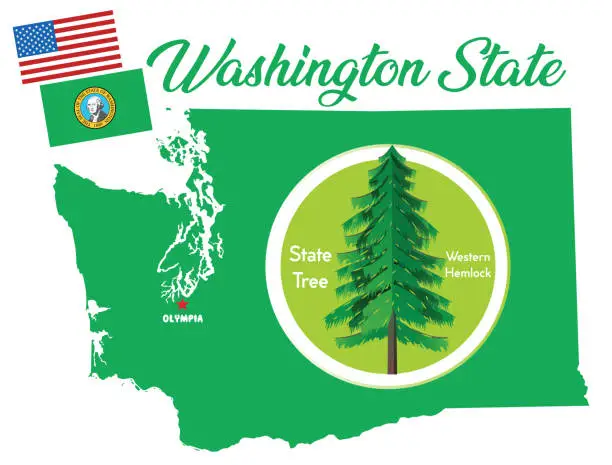 Vector illustration of Washington State Symbols Tree, Western hemlock
