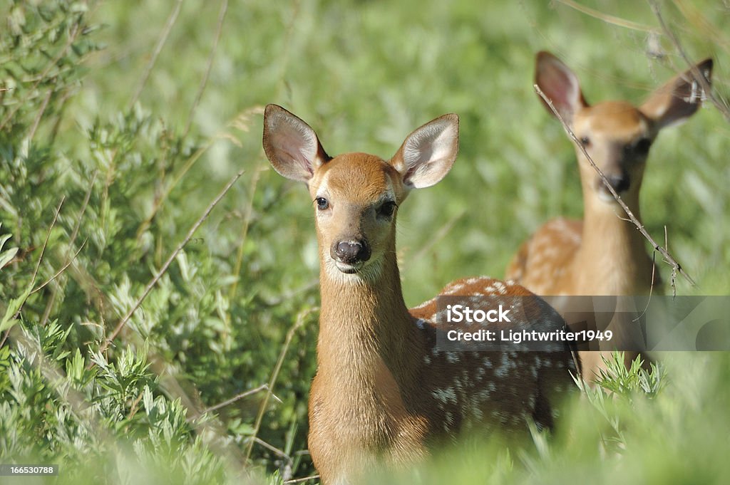 Recién nacido Whitetail Deer cervato - Foto de stock de Aire libre libre de derechos