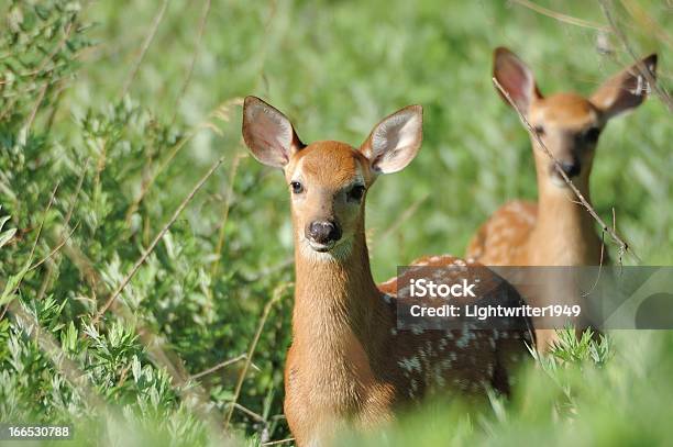 Recién Nacido Whitetail Deer Cervato Foto de stock y más banco de imágenes de Aire libre - Aire libre, Animal, Animal joven