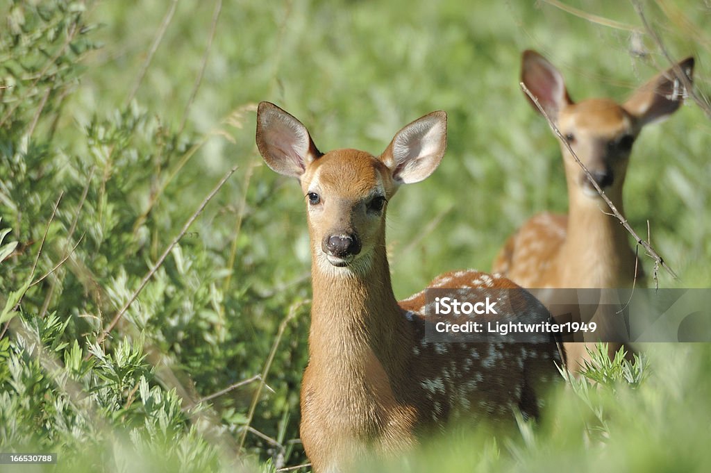 Новорожденный Whitetail олень Оленёнок - Стоковые фото Без людей роялти-фри