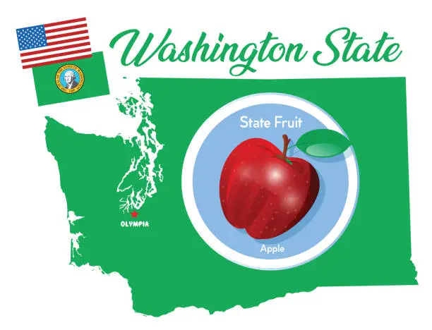 Vector illustration of Washington State Fruit, Apple
