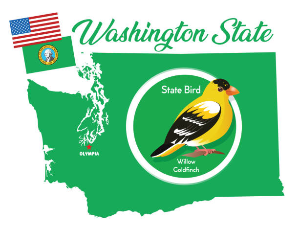 ptak stanu waszyngton; amerykański szczygieł - bellingham stock illustrations