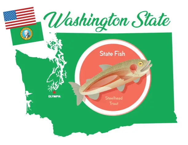 Vector illustration of Washington State Steelhead trout
(Oncorhynchus mykiss)