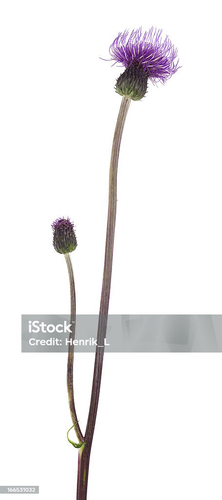 Thistle, isoliert auf weißem Hintergrund Makro Foto - Lizenzfrei Distel Stock-Foto