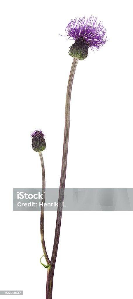 엉겅퀴 흰색 바탕에 흰색 배경, 접사를 포토서제스트 - 로열티 프리 야생 식물 스톡 사진