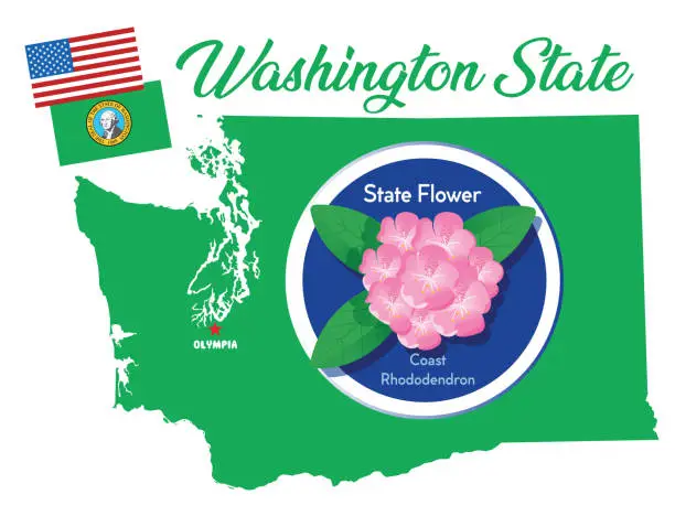 Vector illustration of Washington State Flower, Pacific rhododendron