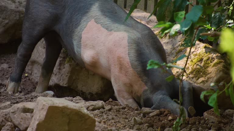 A domestic Pig