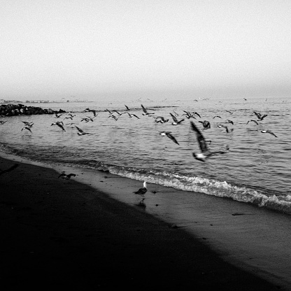 seagulls rising on the beach in black and white with motion blur