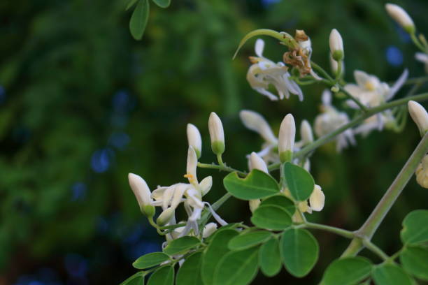 istock White young flowers Moringa blooming with green leaves. 1665331878