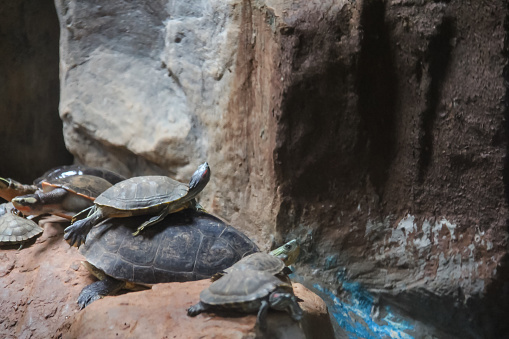 Turtles often turn their heads towards the light at times
