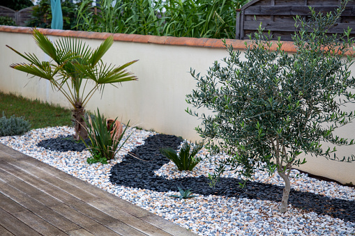 olive tree and palm tree in stone pebble serene and Modern Minimalistic new Home Garden