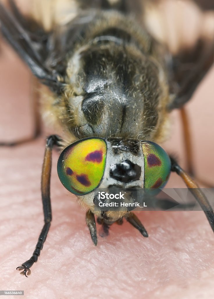 Twin-lobed deerfly (Chrysops relictus) causa do sangue humano - Foto de stock de Alimentar royalty-free