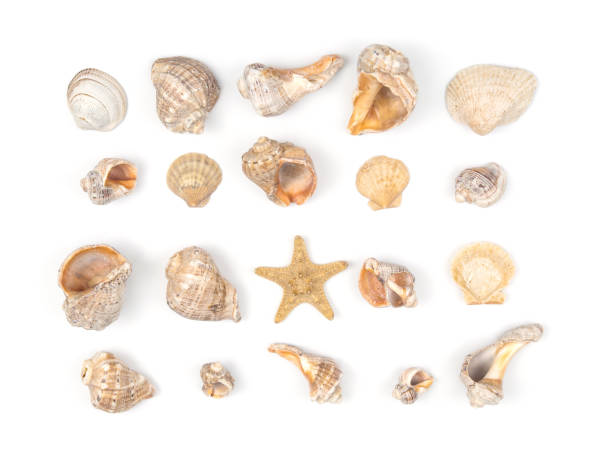 istock Collection of different seashells close up on a white background 1665366923