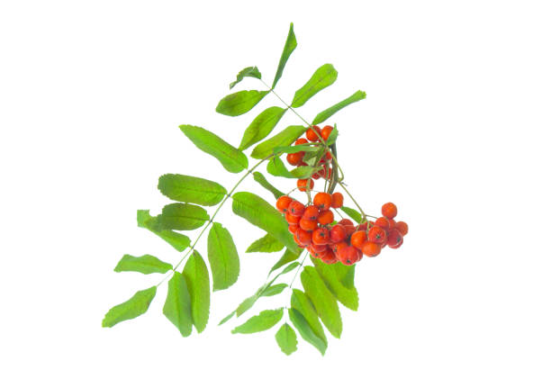 istock Branch red ashberry isolated on white background 1665367498